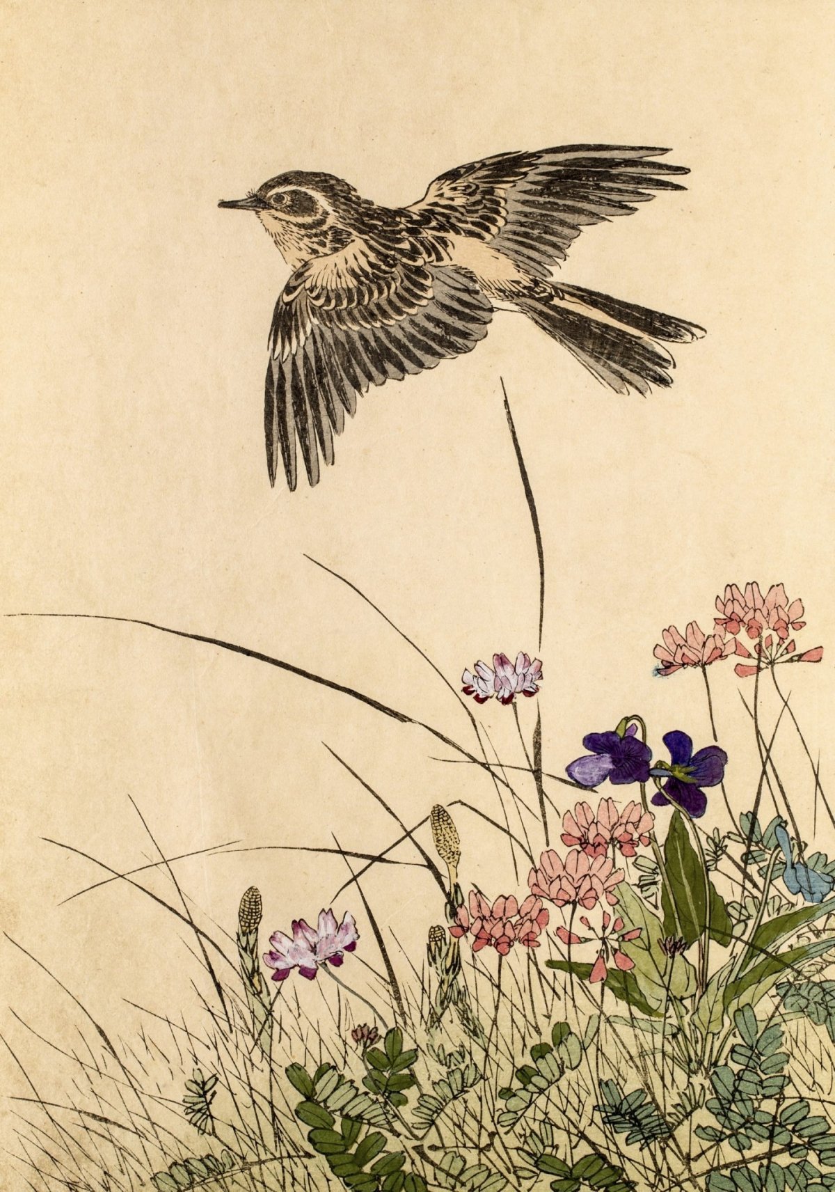 Базиль Эде ласточки