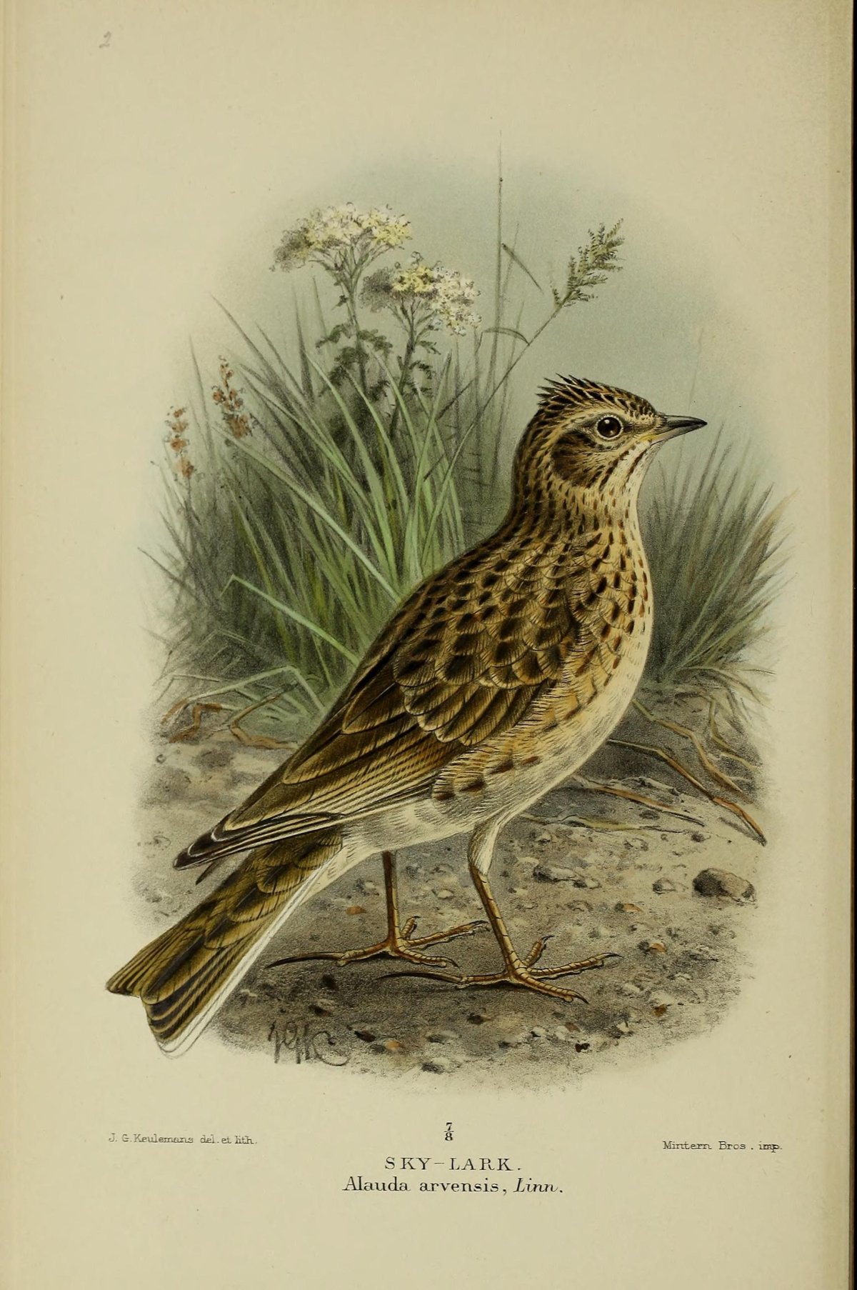 Жаворонок на белом фоне