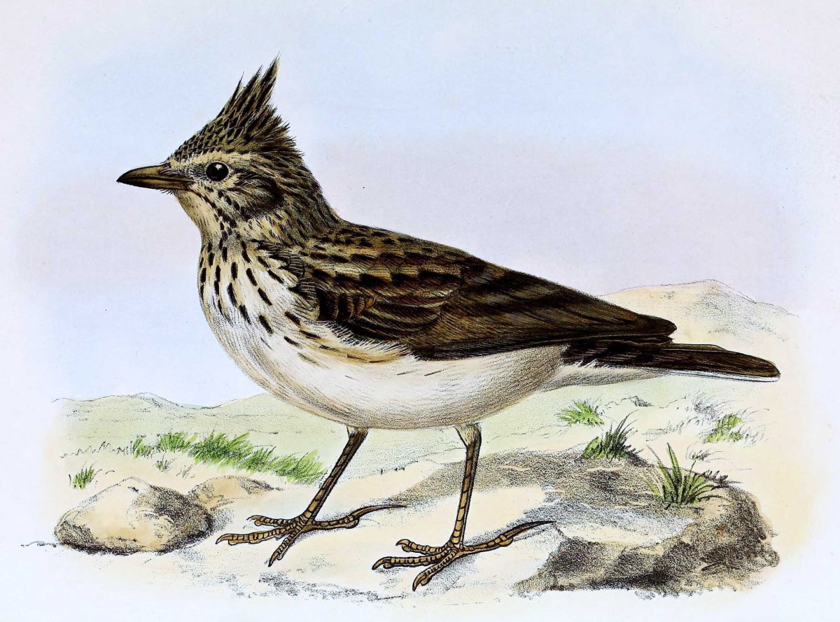 Картины Ольги Тикуновой