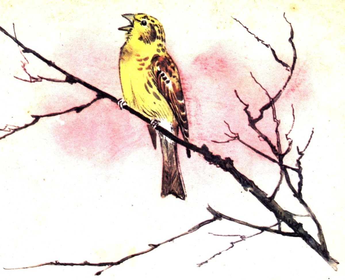 Птица варакушка акварелью