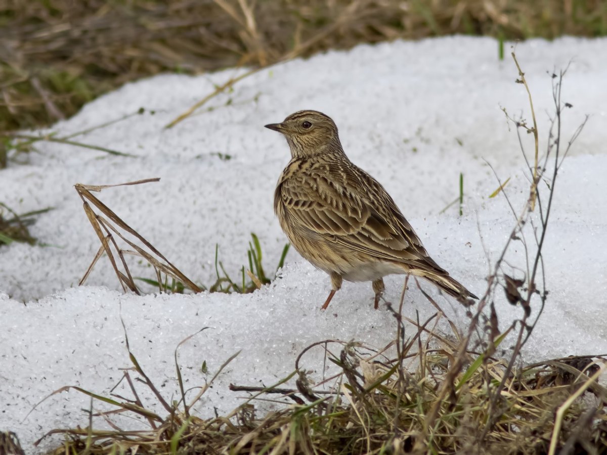 Ciocarlia Жаворонок