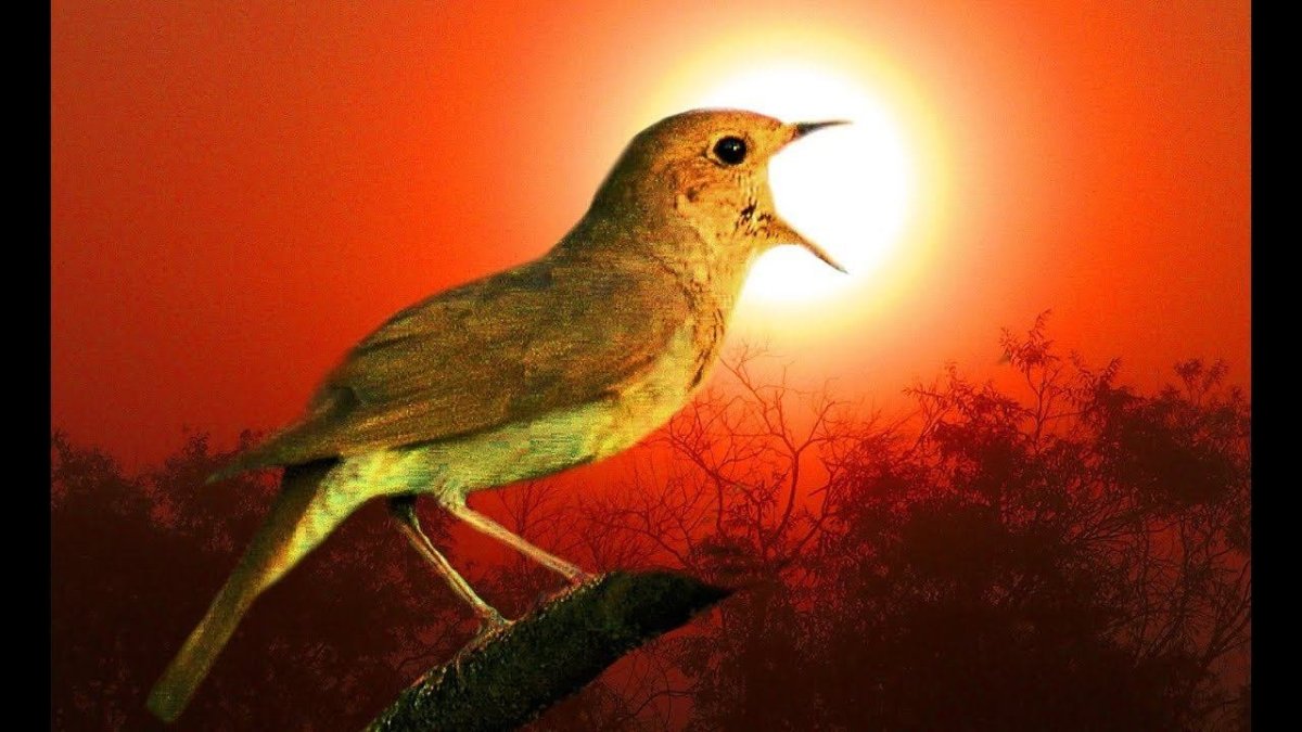 Песнь жаворонка