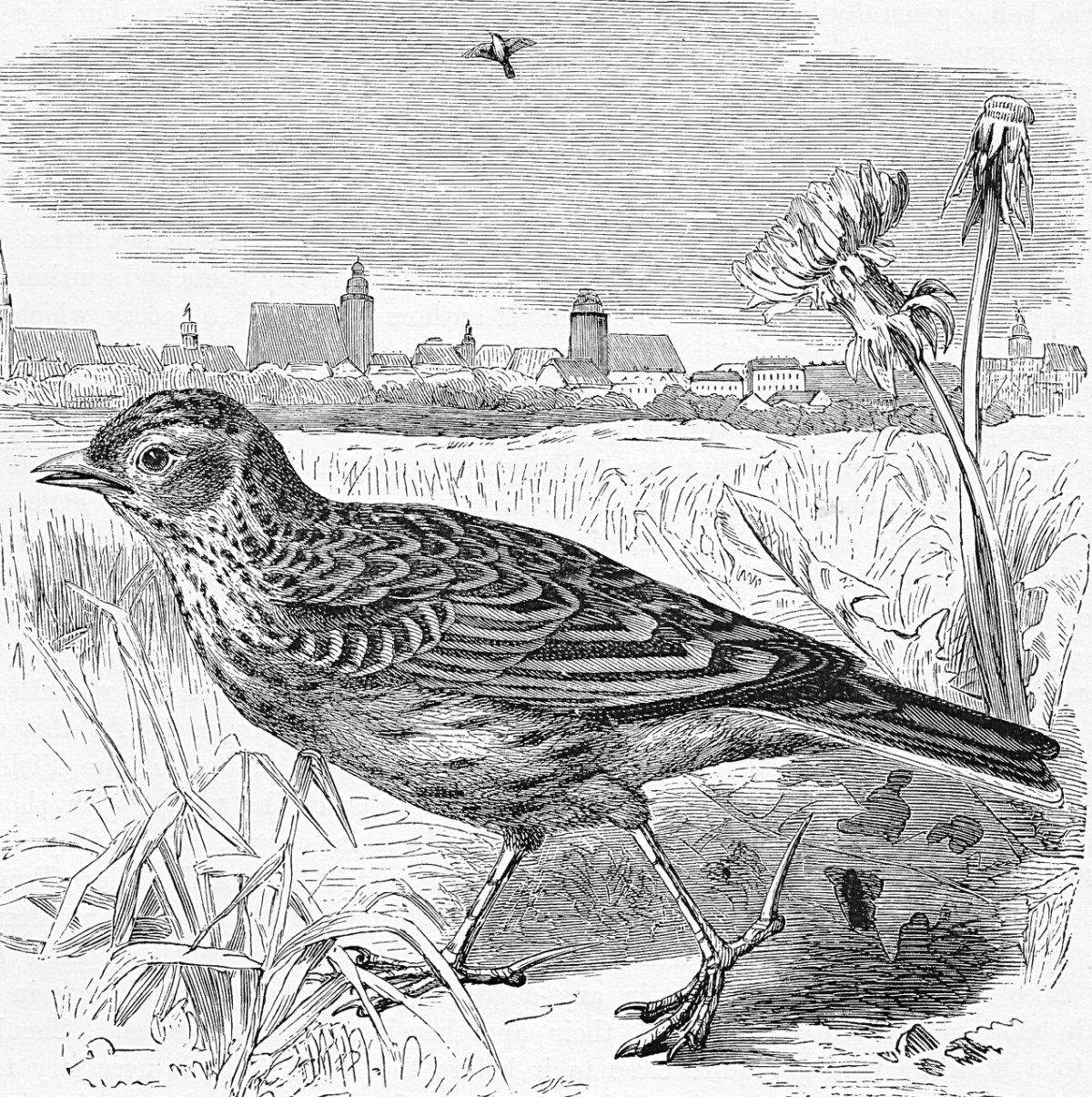 Март песнь жаворонка