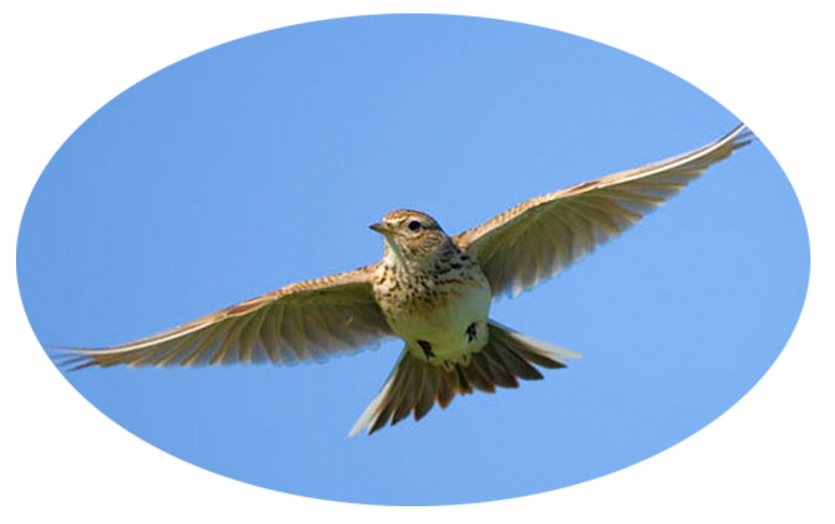 Жаворонок басня Жуковский