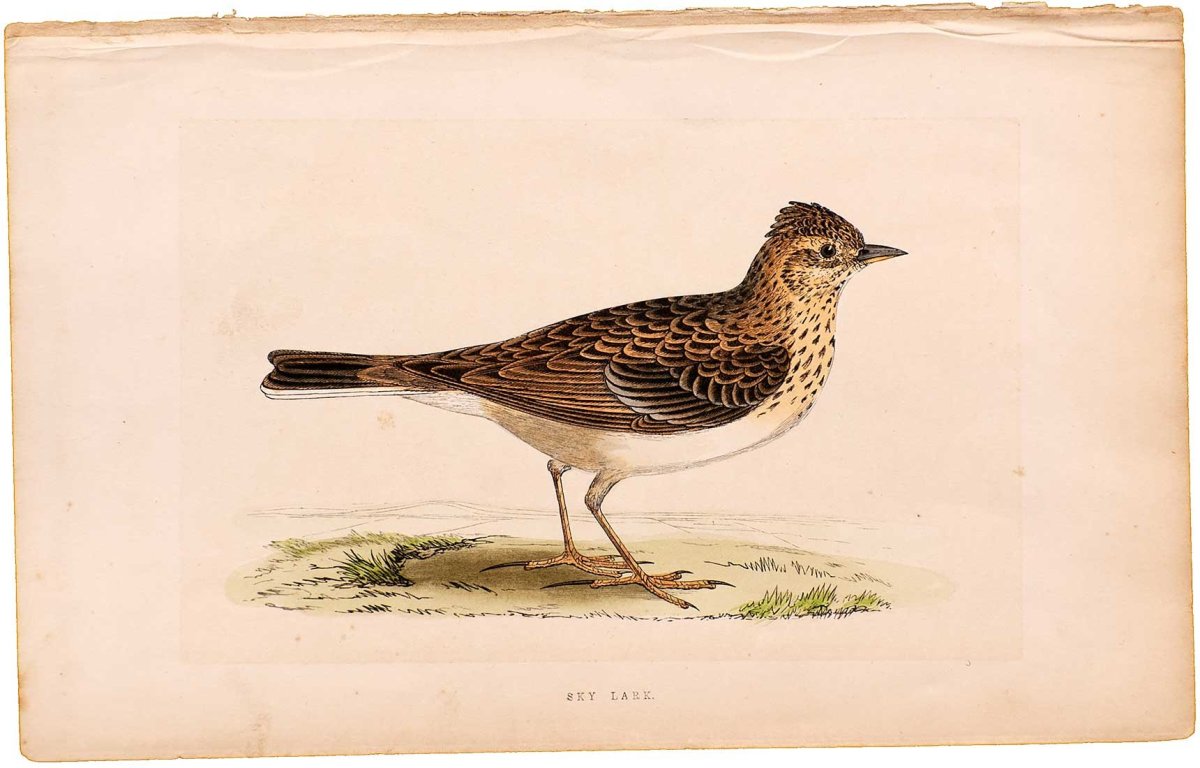 Рисунок на музыкальную тему 7 класс