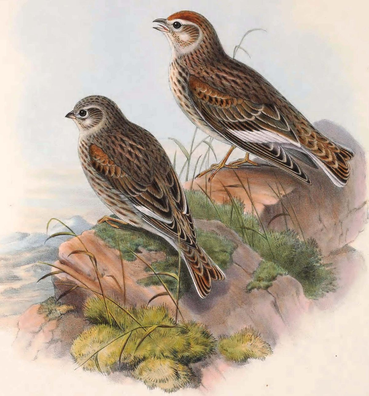 Жаворонок Перелетная птица