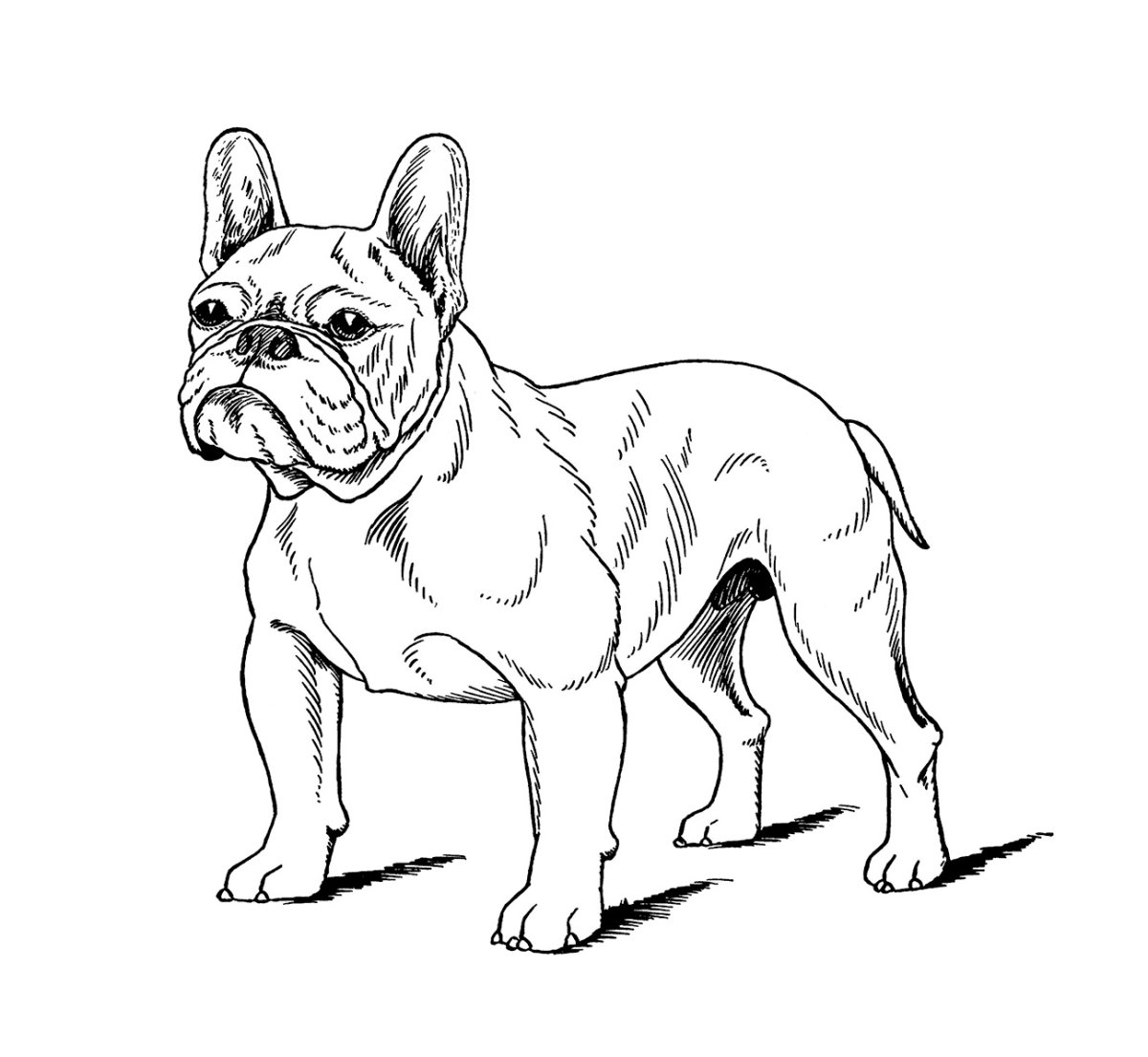 Французский бульдог щенок раскраска