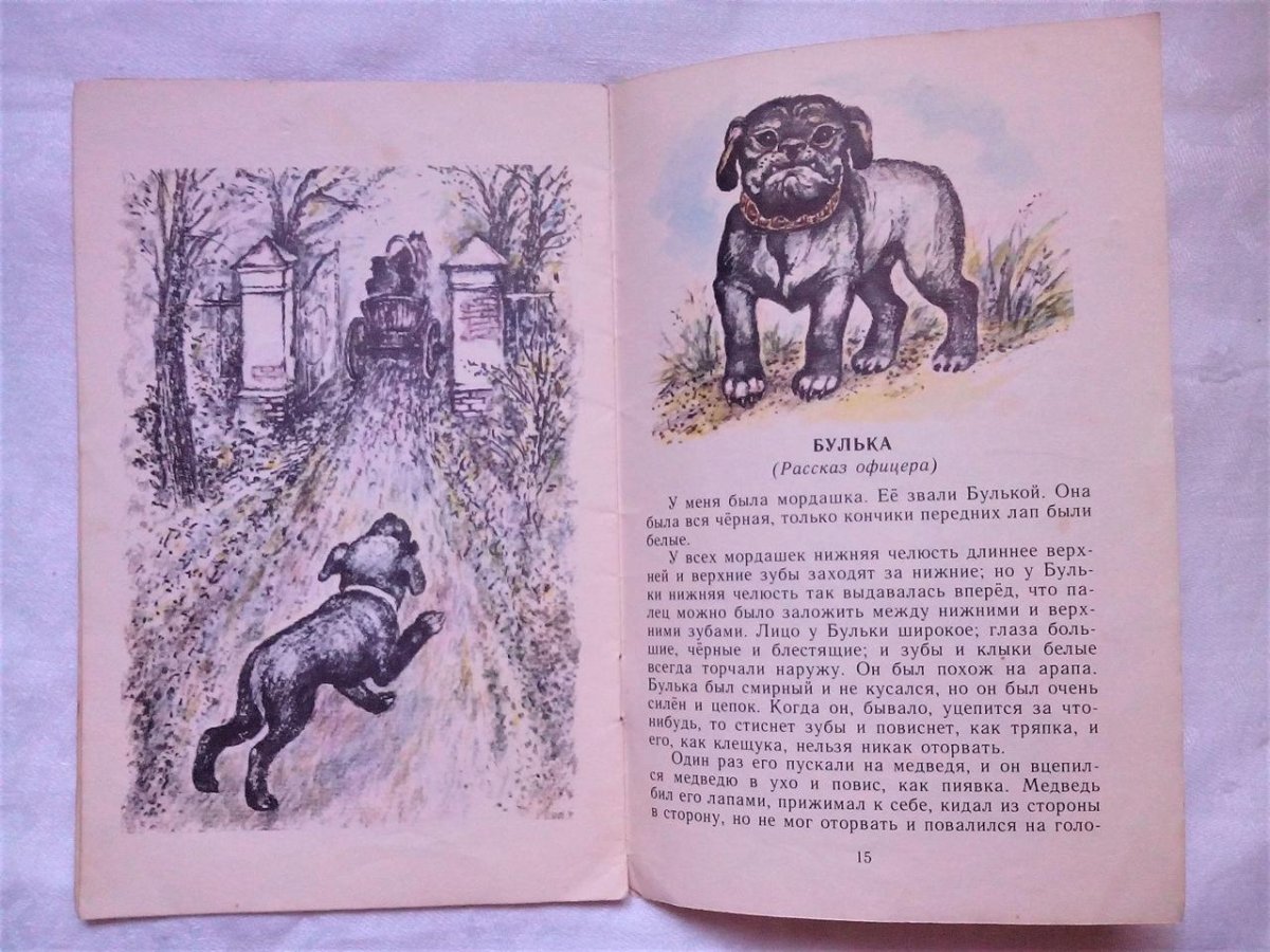 Английский бульдог раскраска