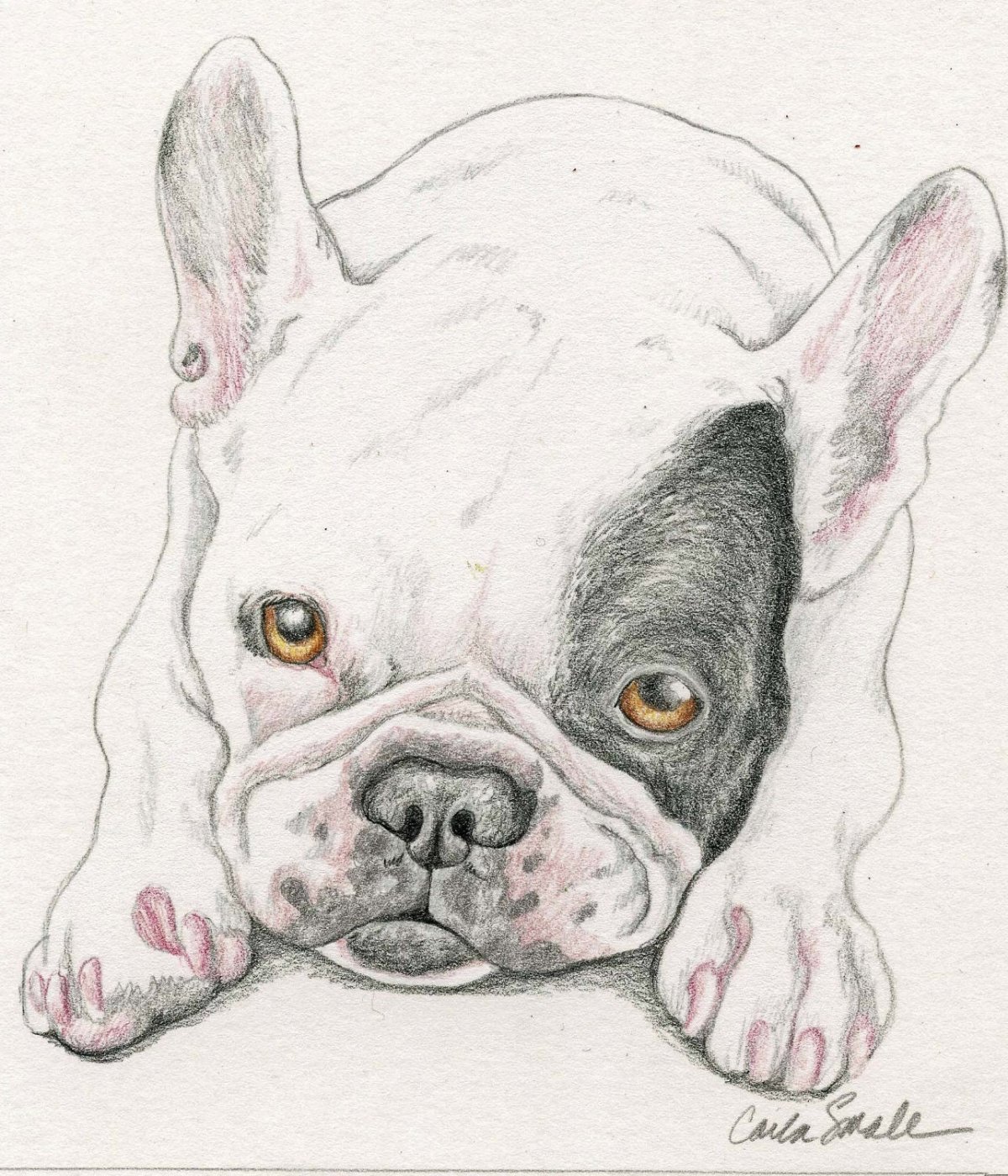 Булька раскраска