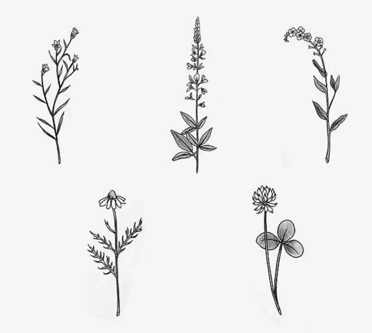 Растения контур