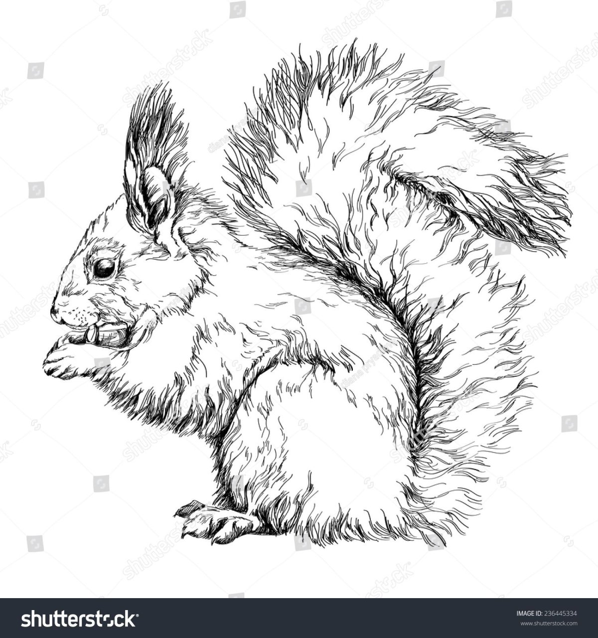 Белочка нарисованная черно белая