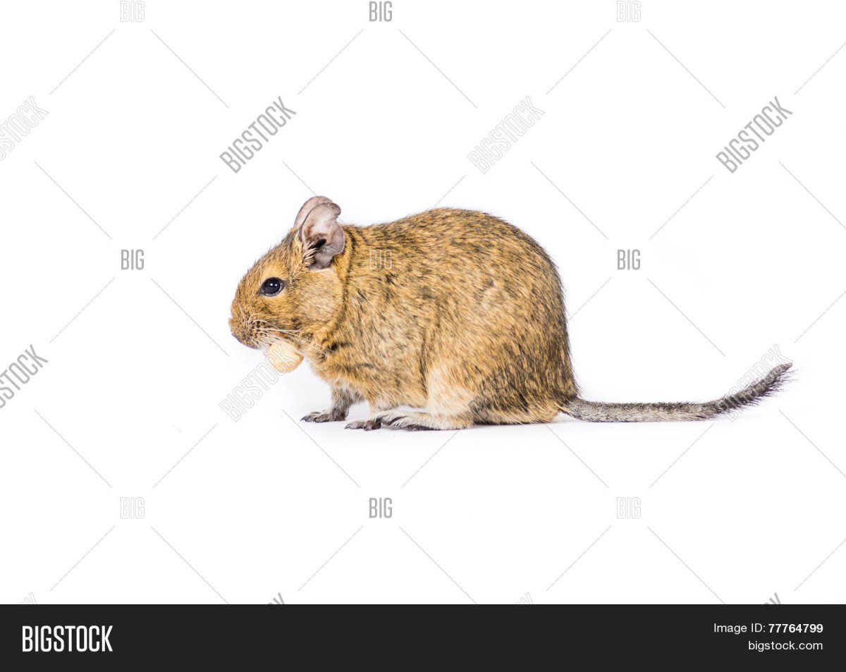 Дегу рисунок для детей