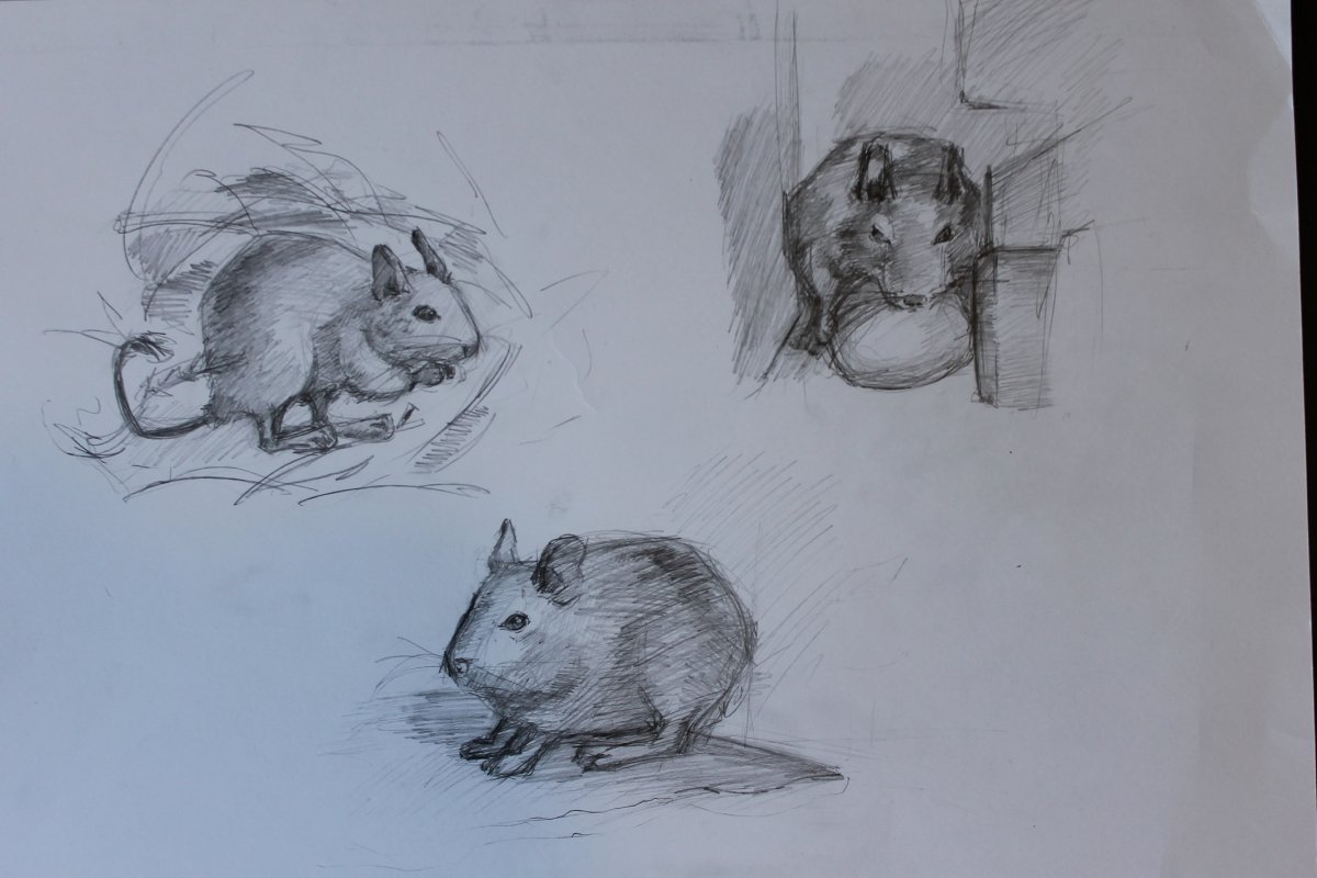 Чилийская белка дегу раскраска