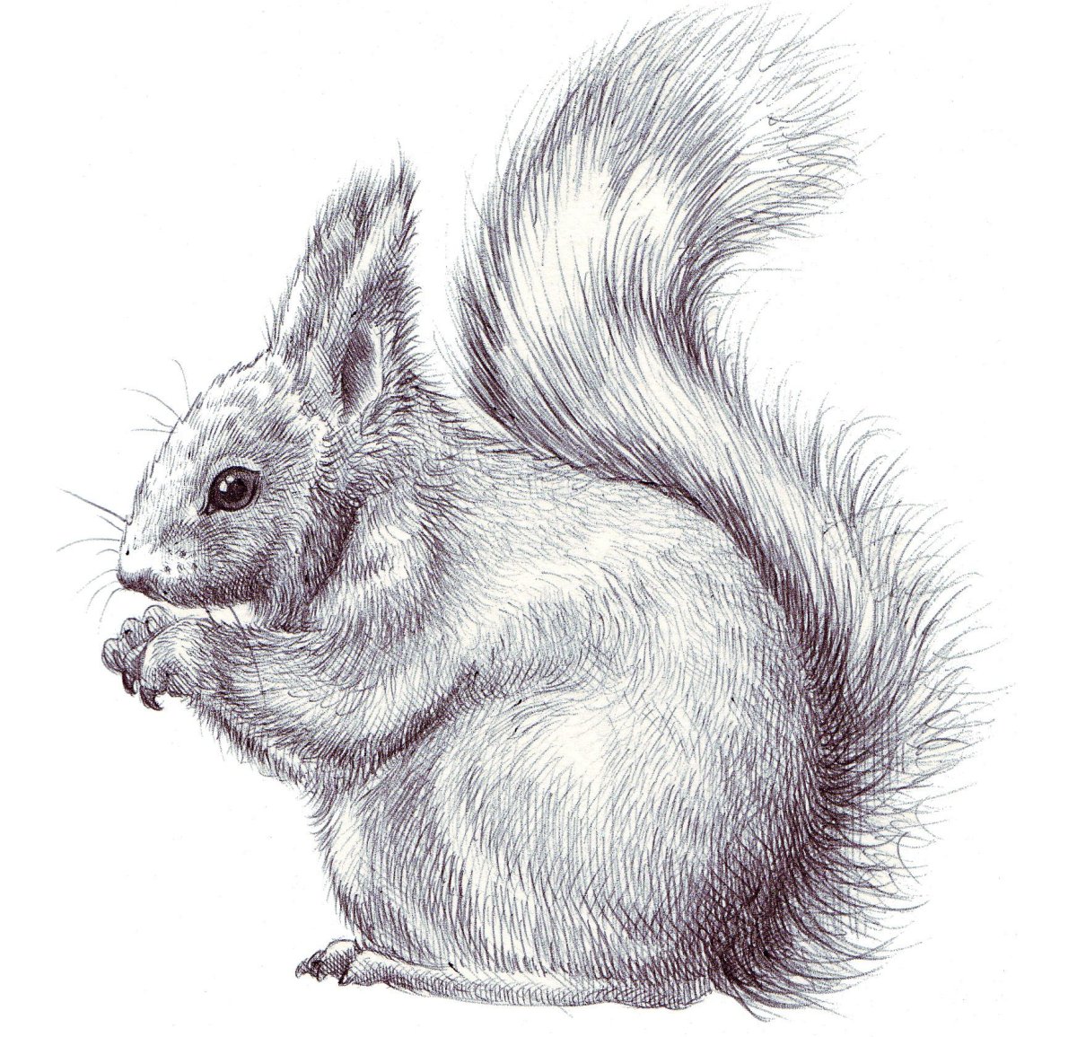 Белка рисунок карандашом