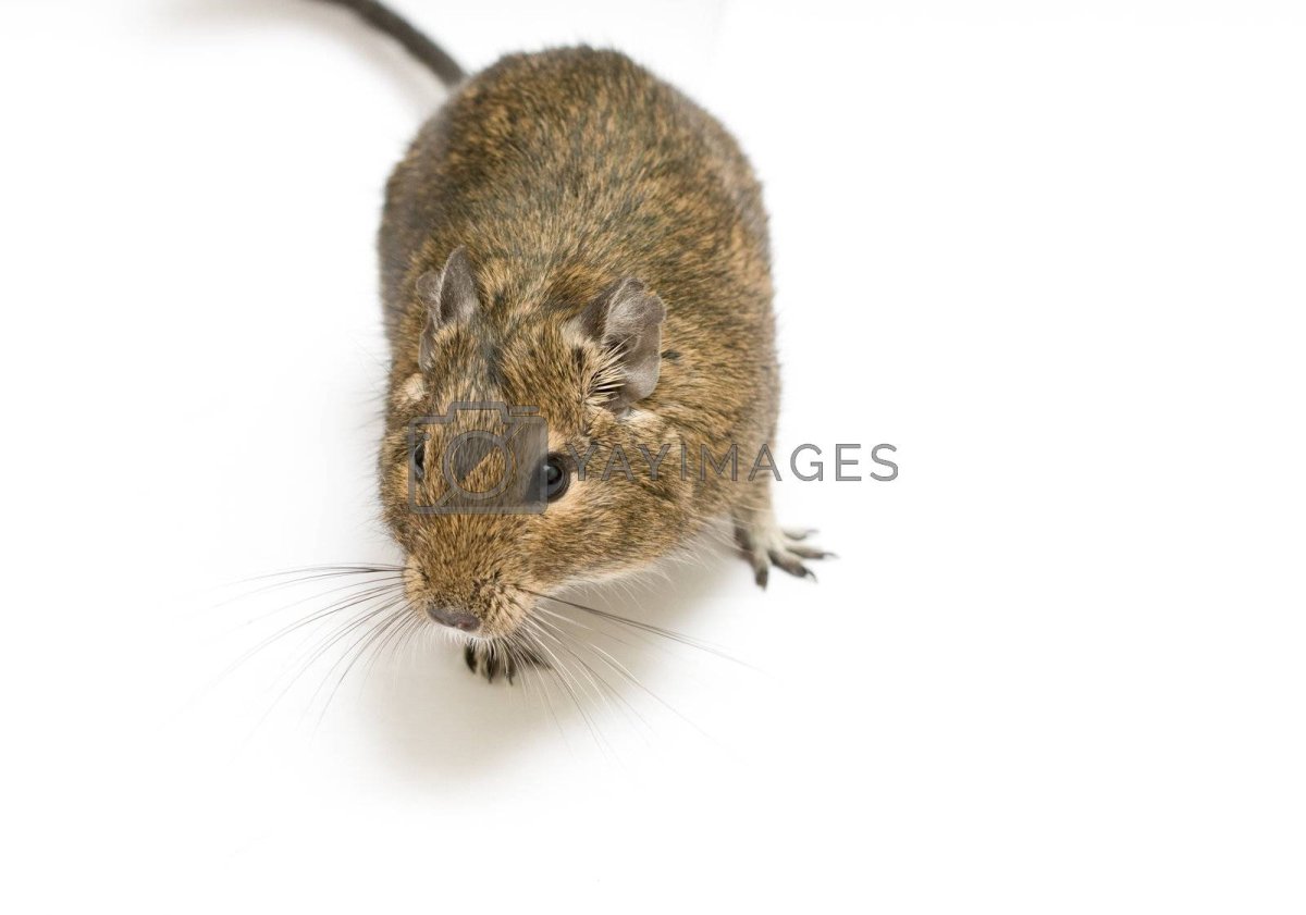 Белка дегу раскраска