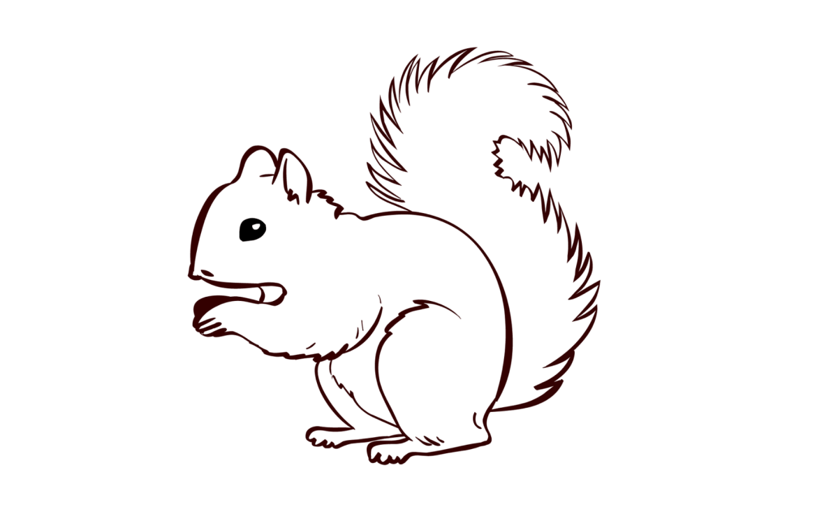 Рисунок белки для срисовки