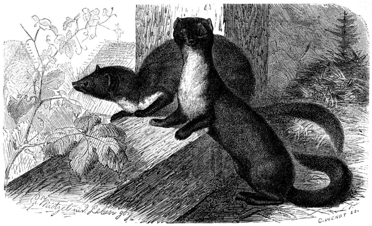 Каменная куница