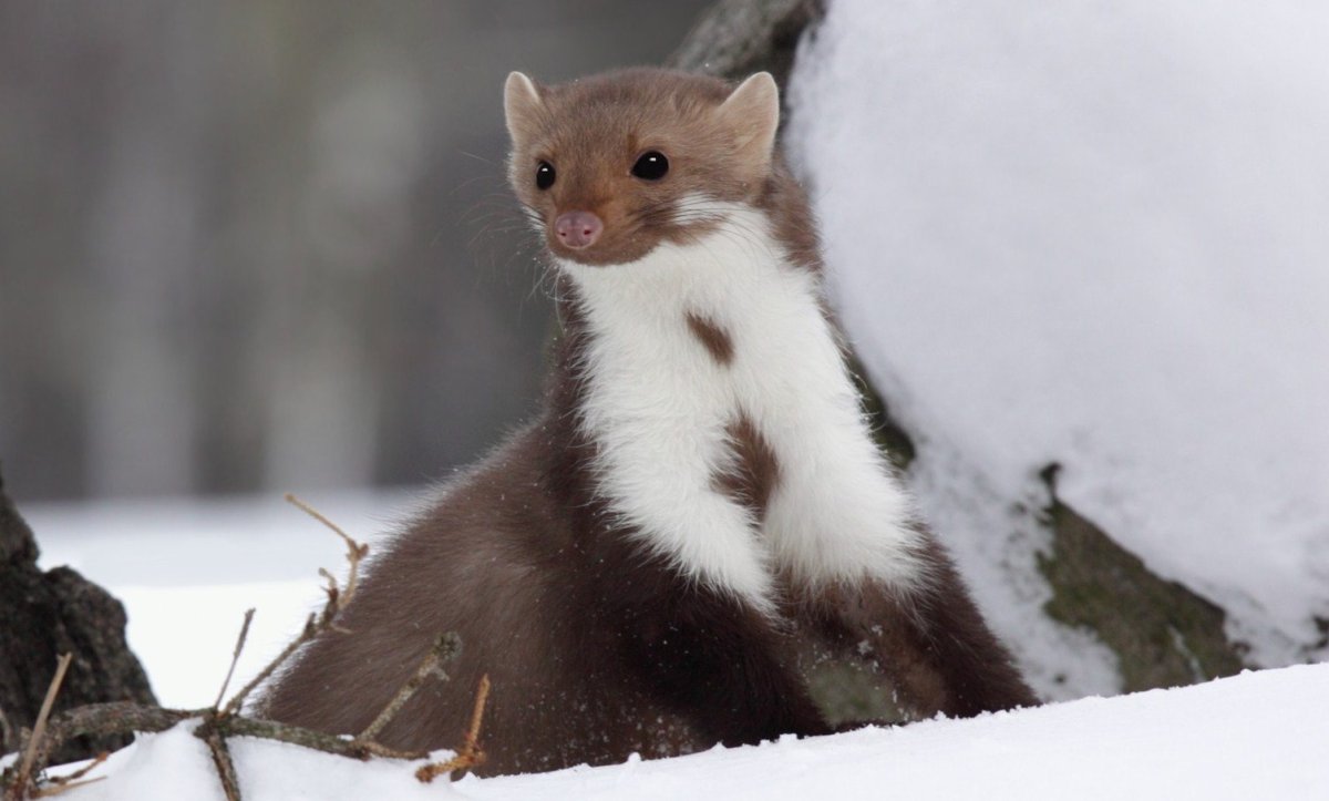 Куница каменная Среднеазиатская