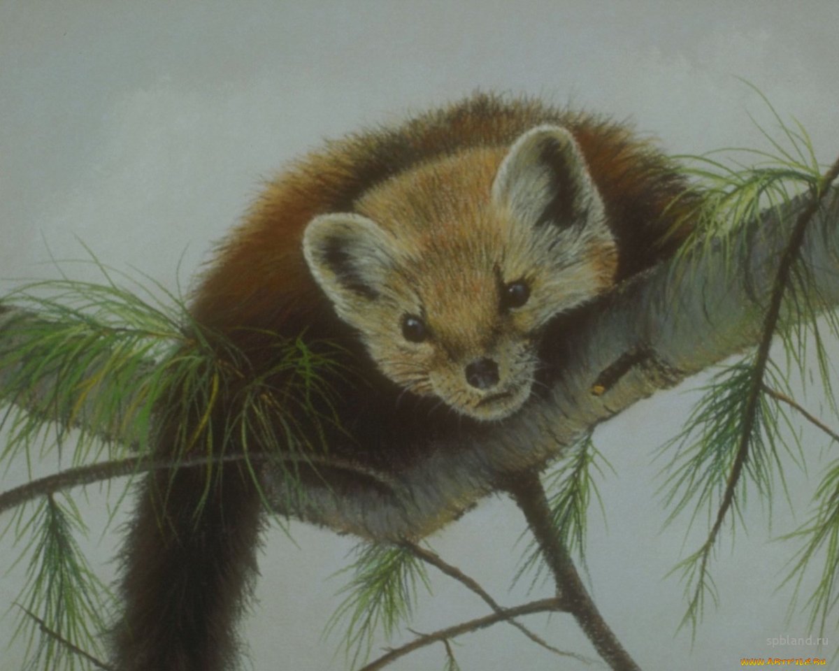 Соболь рисунок