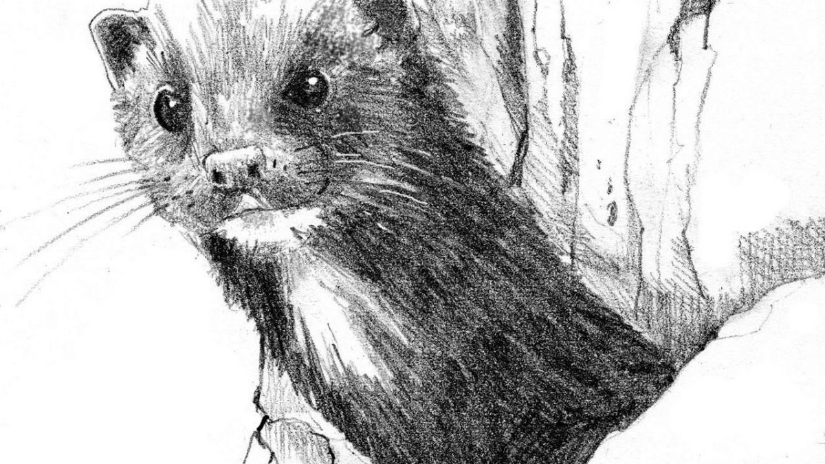 Европейская норка нарисовать