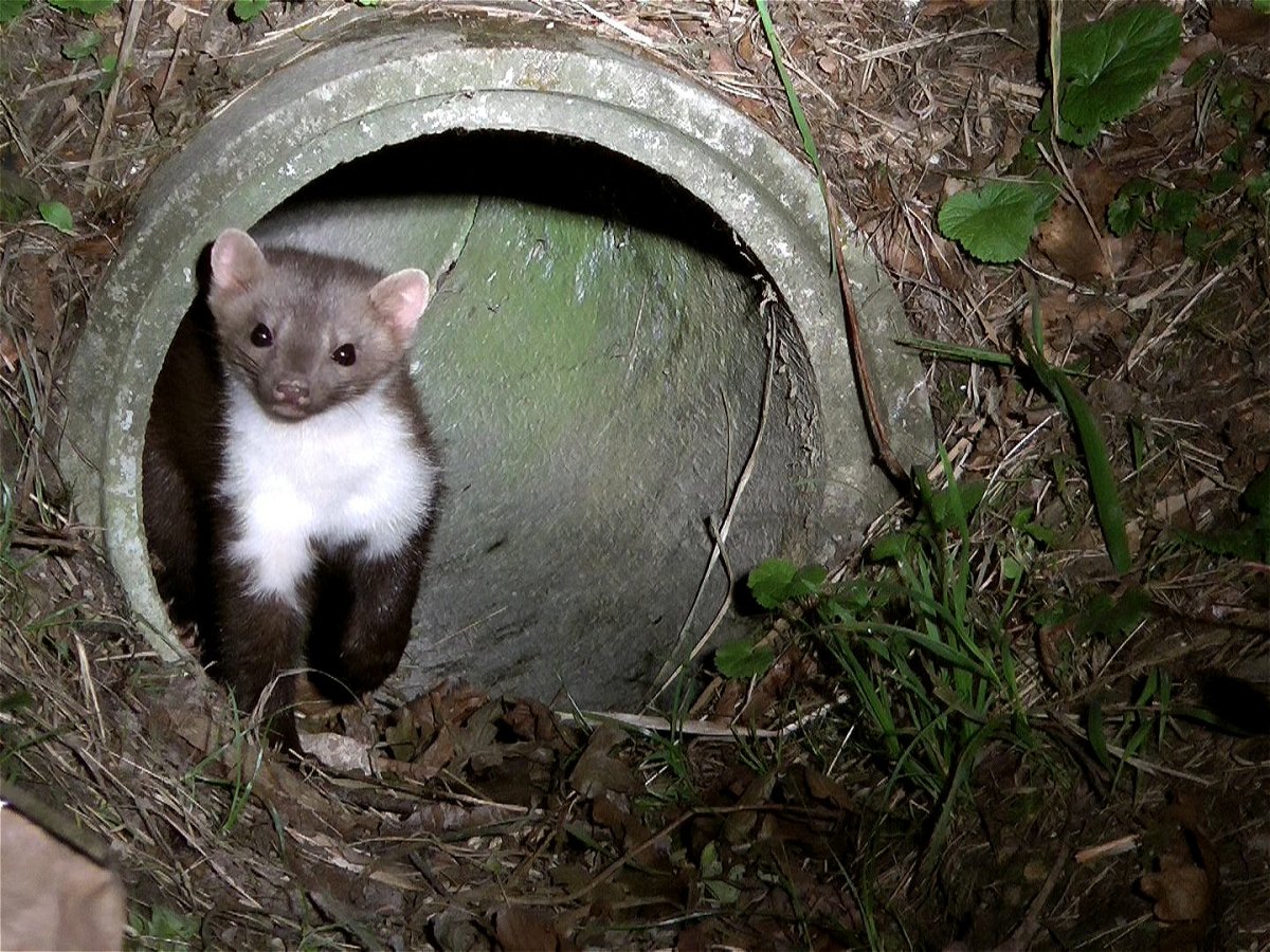 Куница Белогрудка гнездо