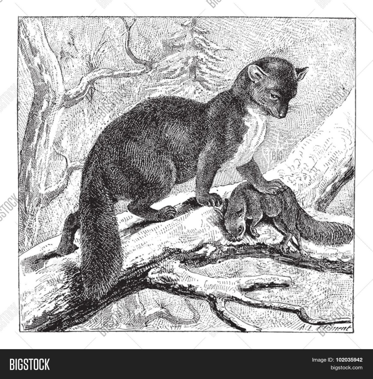 Куница гравюра