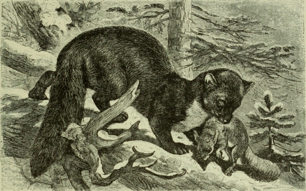 Шкатулка Woods natural History Mammalia