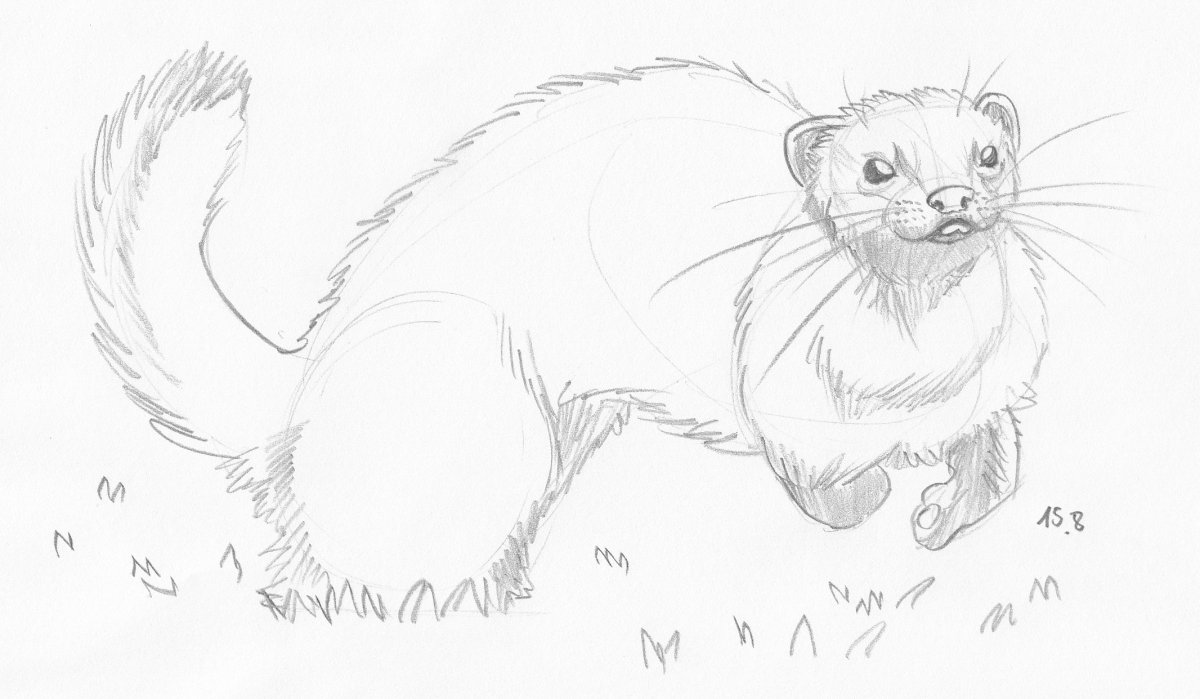 Куница для срисовки