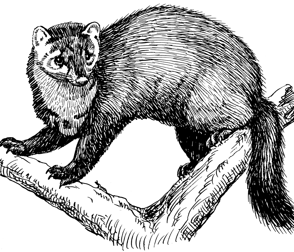 Куница рисунок