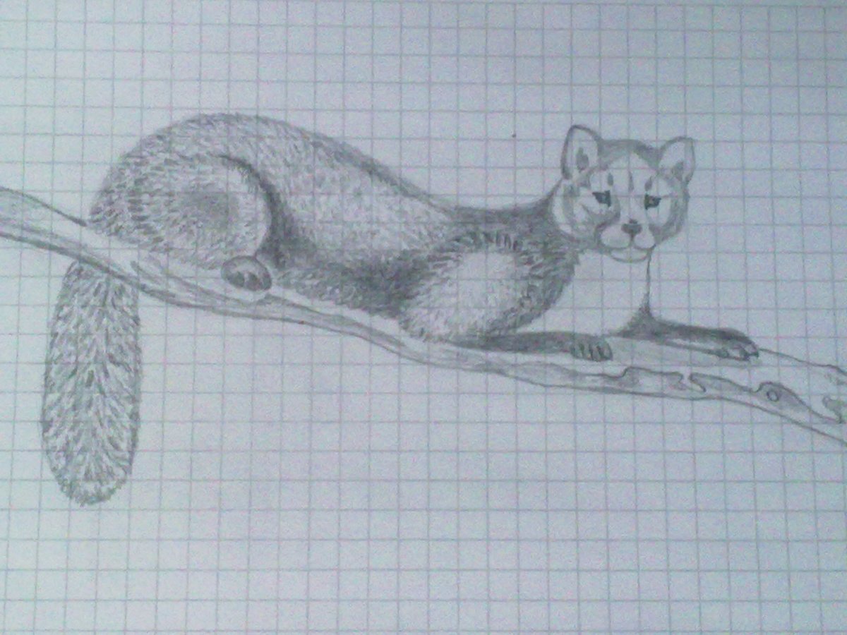 Соболь рисунок карандашом