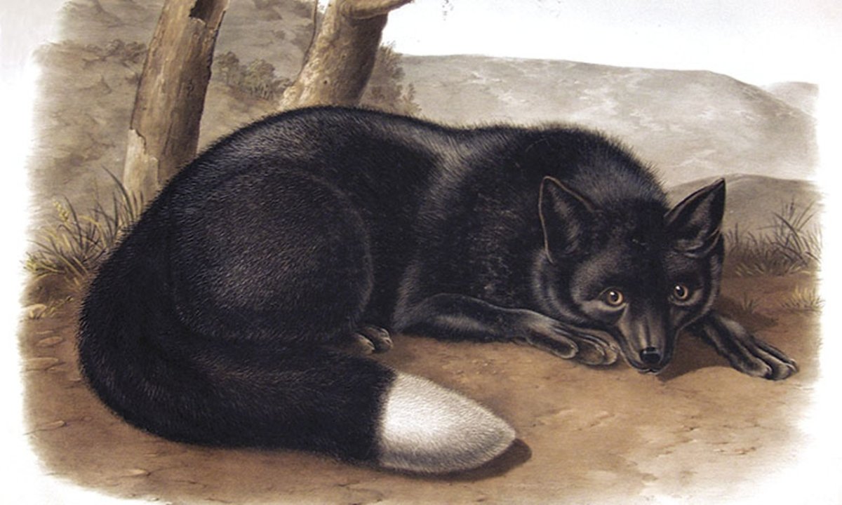 Белогрудка иллюстрации