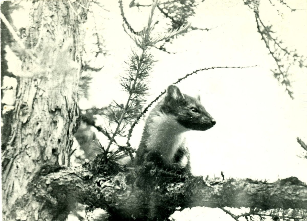 Астафьев Виктор "Белогрудка"