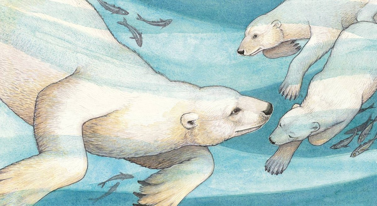 Белый медведь иллюстрация
