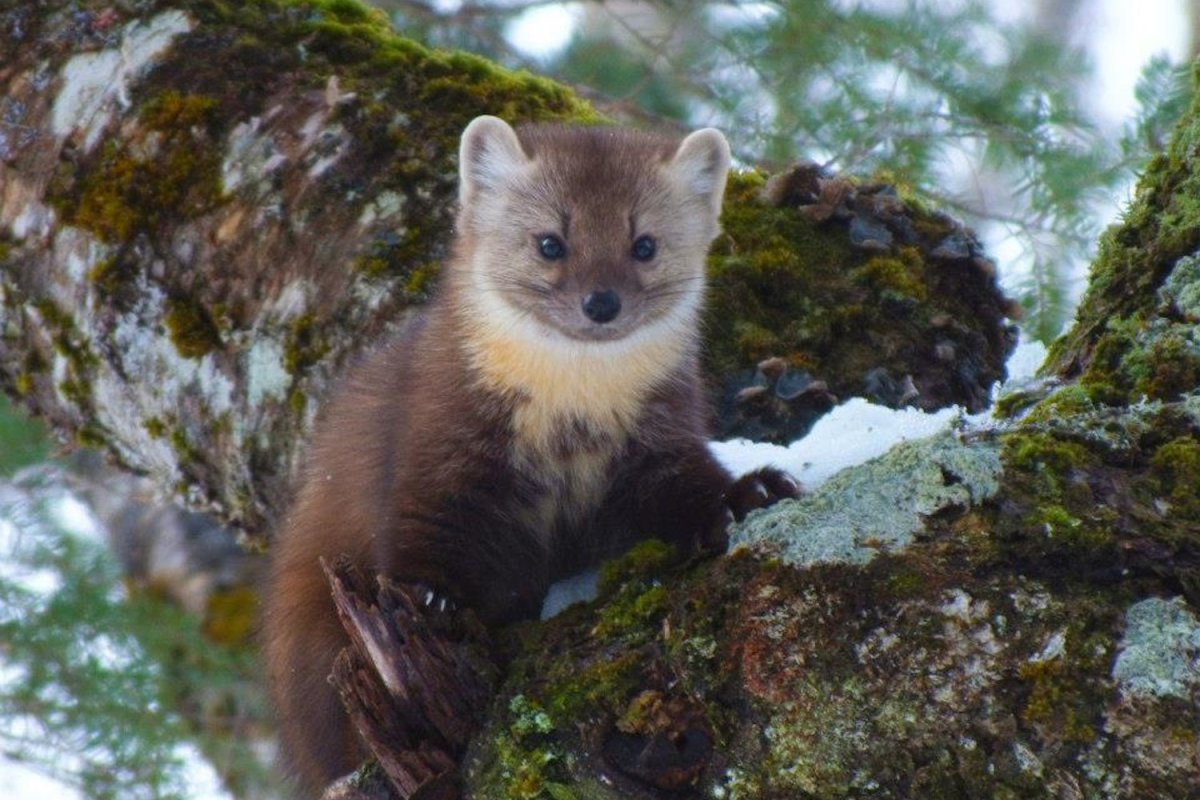 Куница Белогрудка
