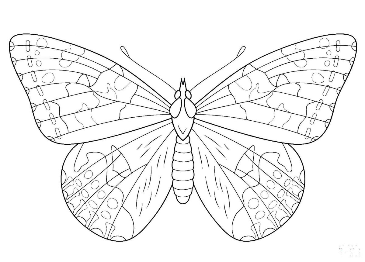 Раскраски бабочки красивые