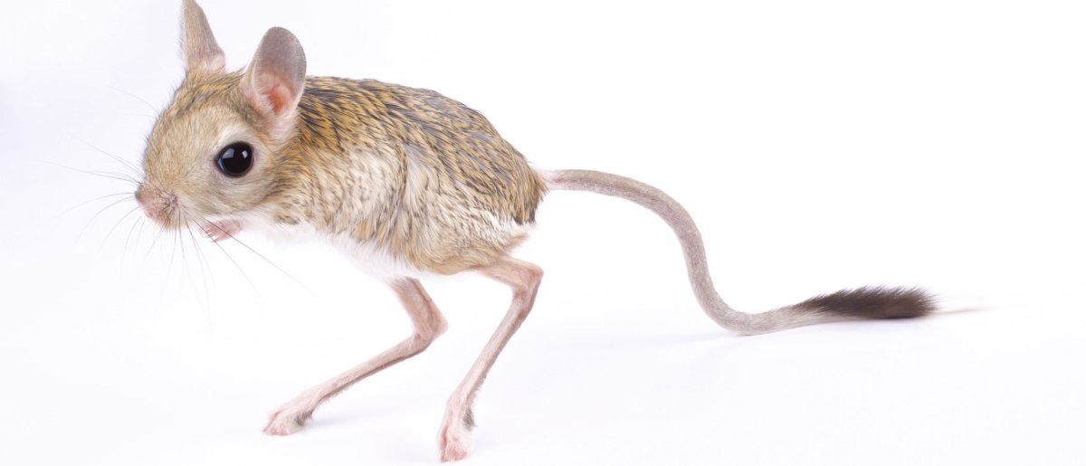 Мышь рисунок