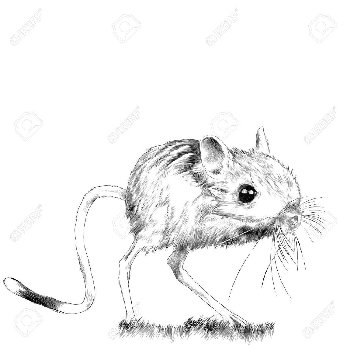 Кенгуру раскраска