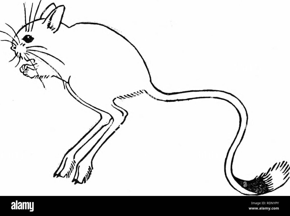 Большой тушканчик раскраска