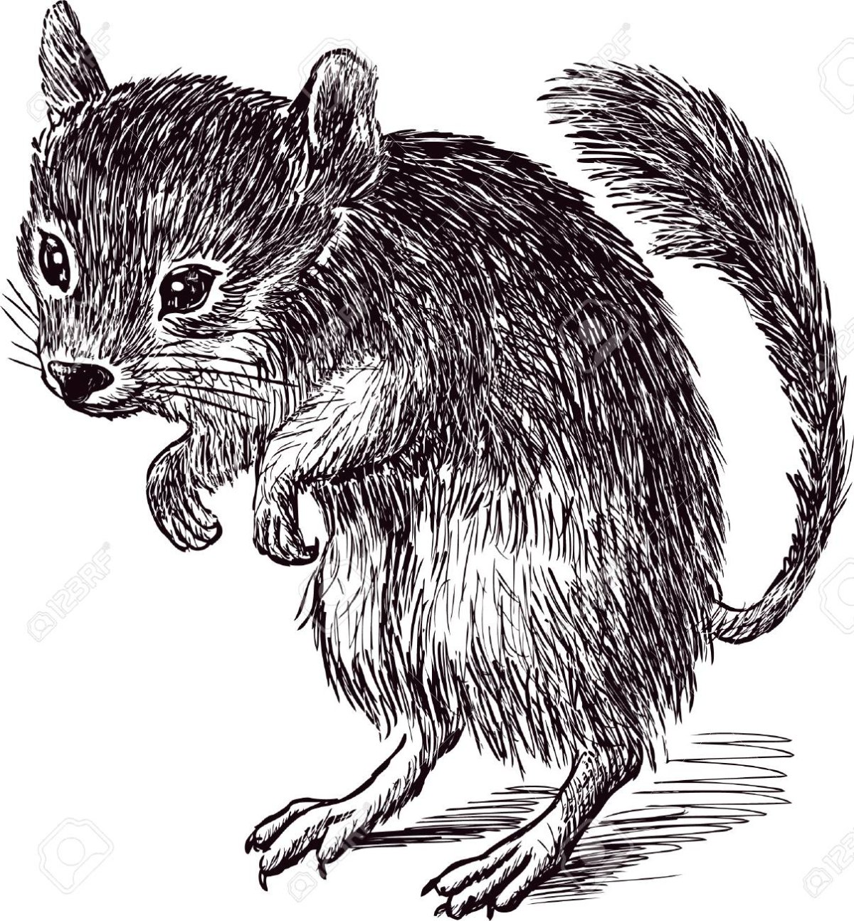 Тушканчик раскраска