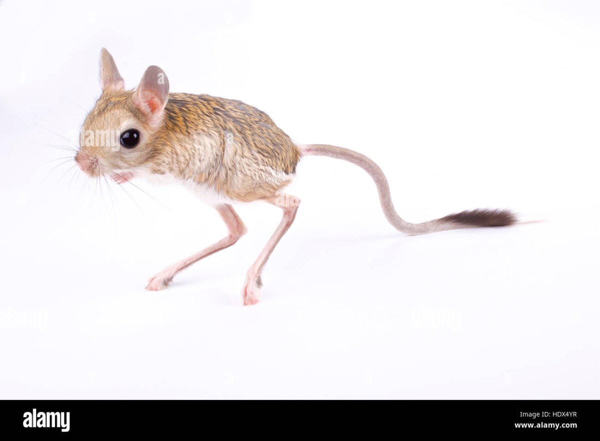 Раскраска мышка