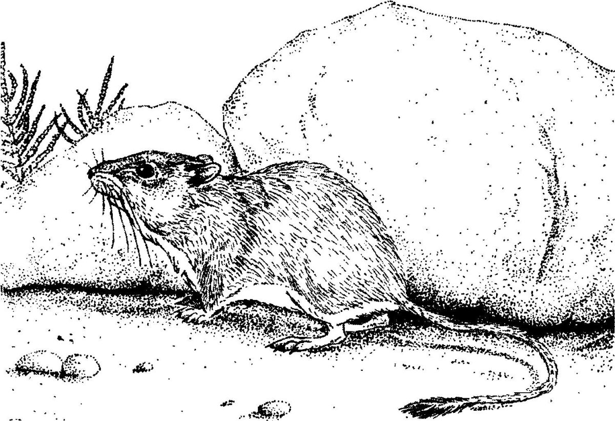 Тушканчик набросок