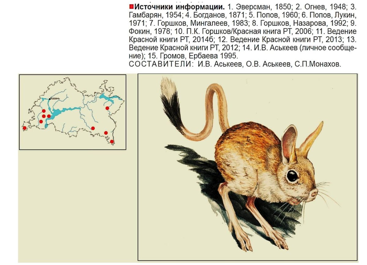 Раскраска мышонок