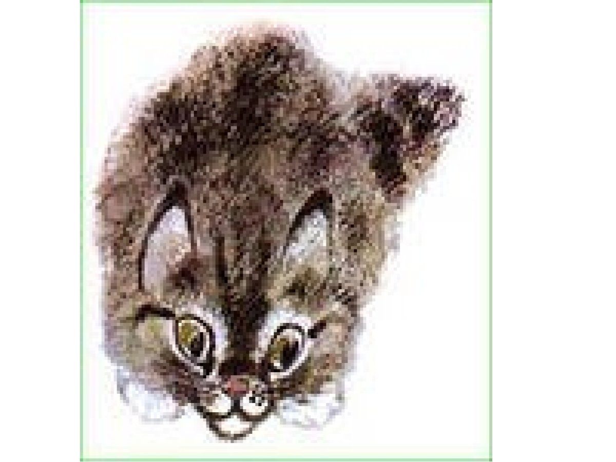 Животные штрихами