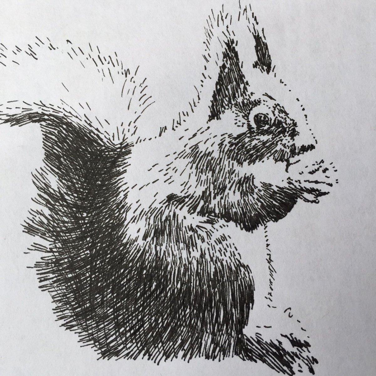 Чарушин раскраска волчишко