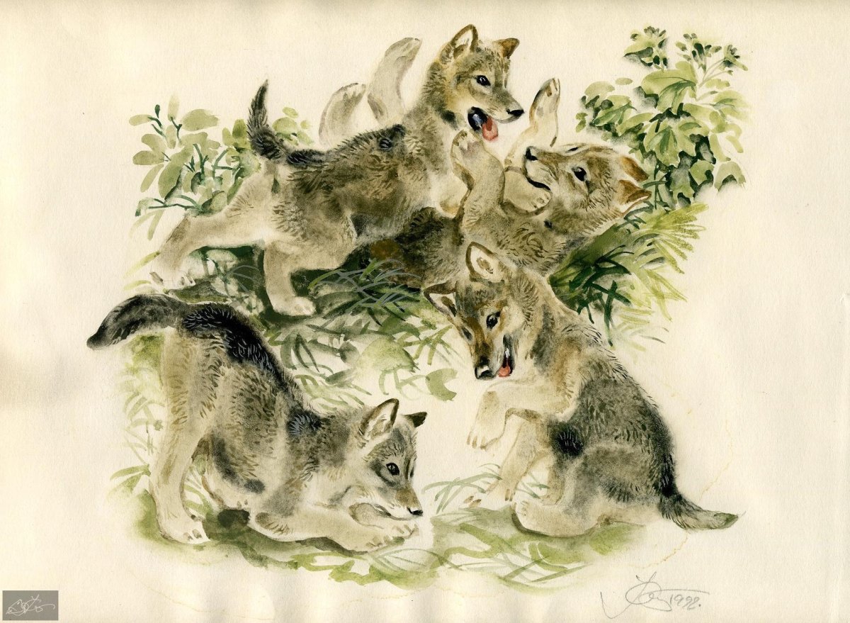 Евгений Иванович Чарушин иллюстрации детки в клетке