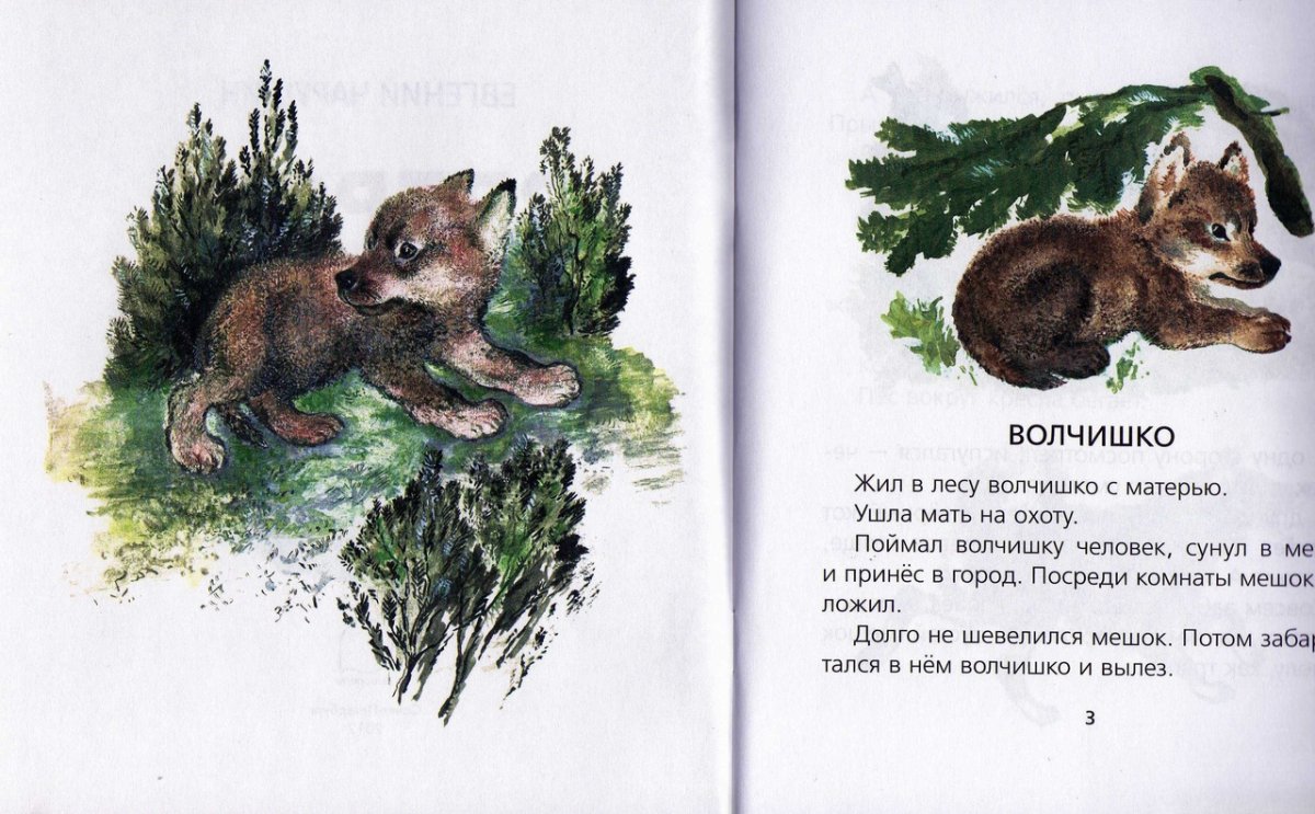 Евгений Чарушин Томка