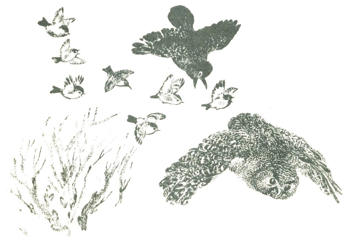 Белый медведь раскраска