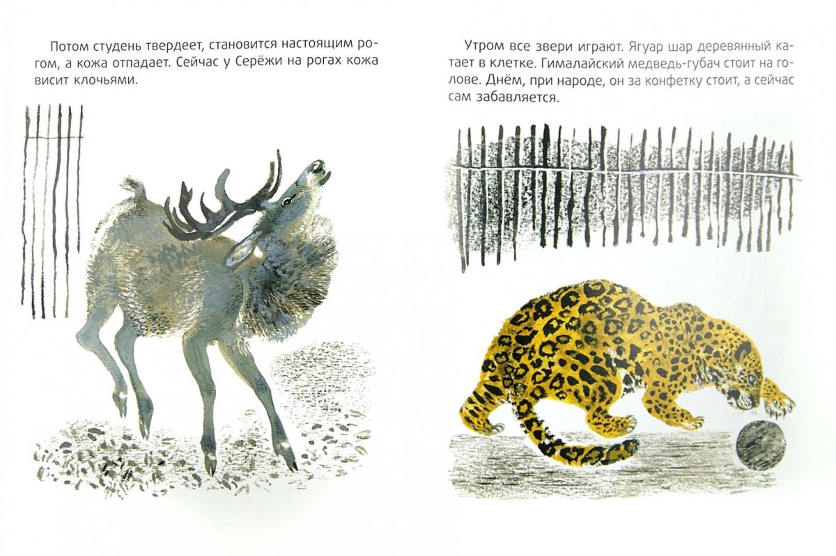 Чарушин Евгений Иванович иллюстрации