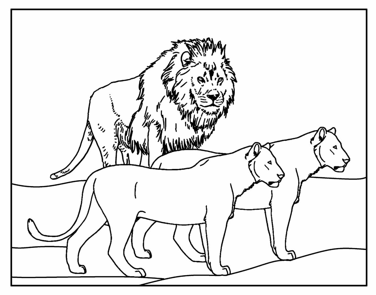 Раскраска львы Прайд