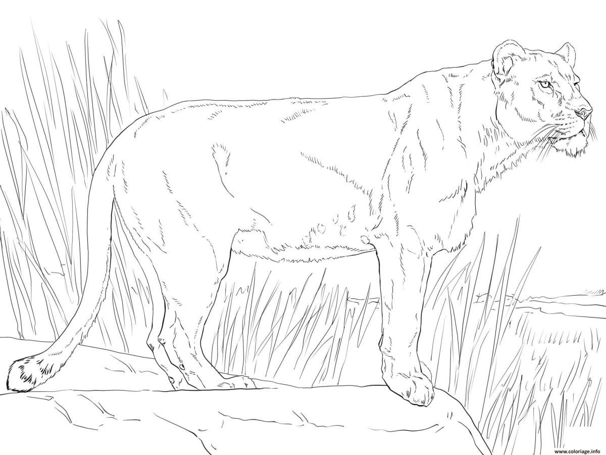 Раскраска львица